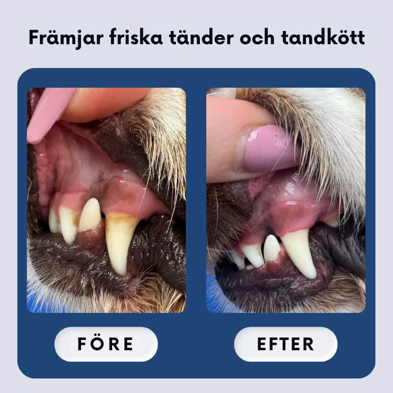 Dentala Fingerservetter för Hundar